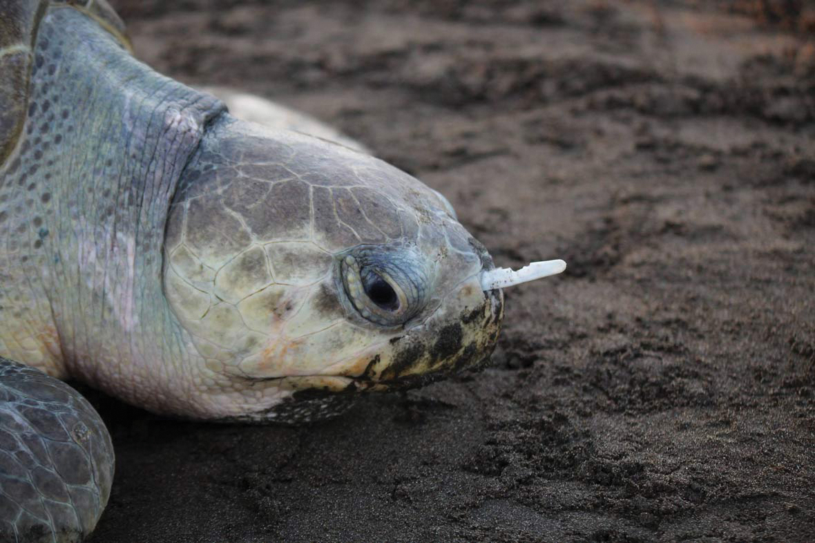 Should Plastic Straws Be Limited?